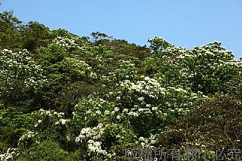 34A6油桐花-五月雪