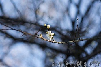 中正紀念堂梅花