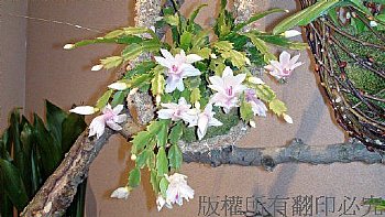 花卉.田野.花園.風景