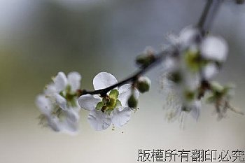 烏松崙_梅花_01