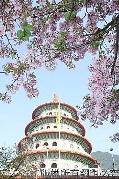 天元宮及櫻花