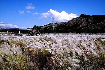 利吉大橋芒草