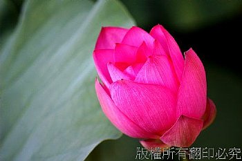 植物園賞荷