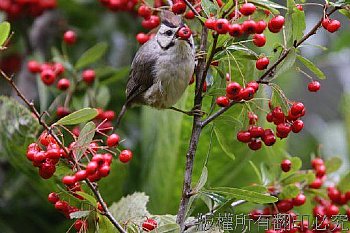 高山鳥