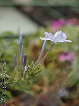 紫色小花