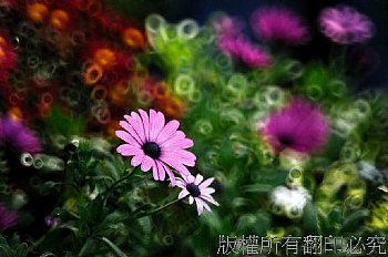 美麗的力量