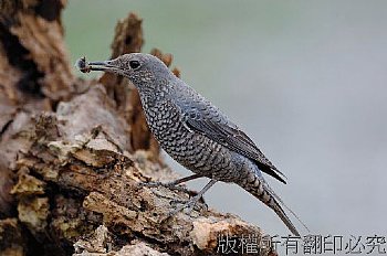 蓝矶鸫.母