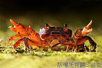 陸蟹