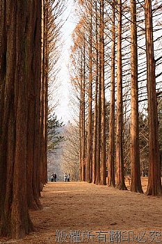 拍攝於:韓國˙南怡島