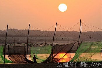 中港溪每到冬天,魚夫會架起立竿魚網,夕陽下景觀特別動人 