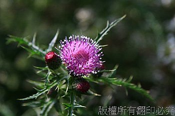花.植物.生態.