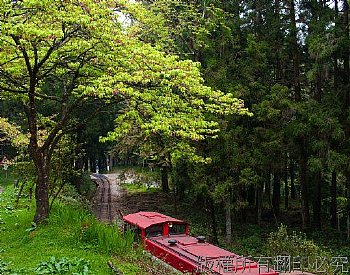 阿里山森林火車