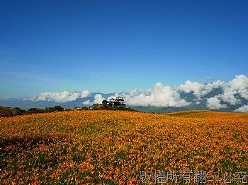 台東六十石山金針花海