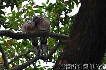 不能沒有你1