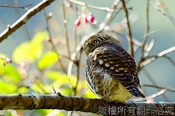 飛羽、鵂鶹、鳥、貓頭鷹