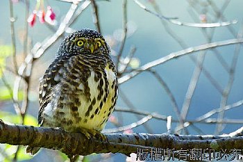 飛羽、鵂鶹、鳥、貓頭鷹