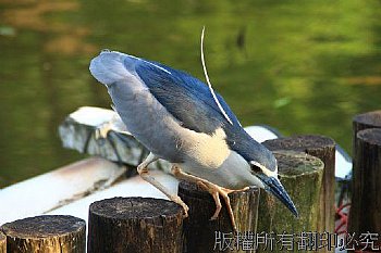 伺機行動獵魚鳥  魚鷺在等最佳機會俯衝抓魚