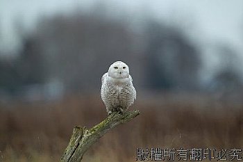 雪鴞、貓頭鷹