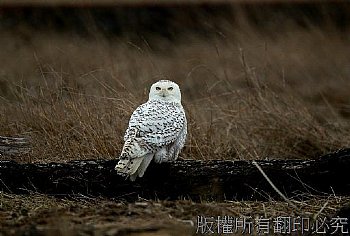 雪鴞、白色貓頭鷹