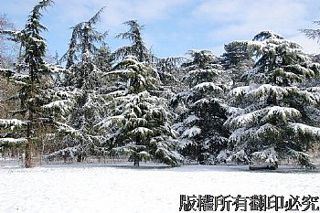 法國巴黎文森林林冬季雪景