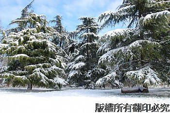 法國巴黎文森林林冬季雪景