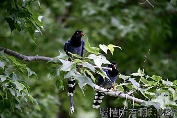 台灣藍鵲,長尾山娘