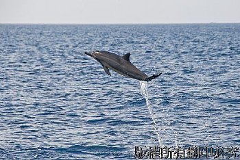 海豚跳躍