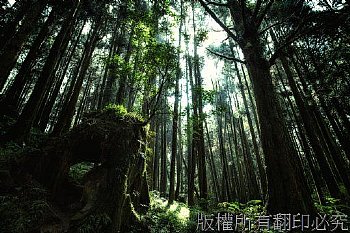 嘉義阿里山神木