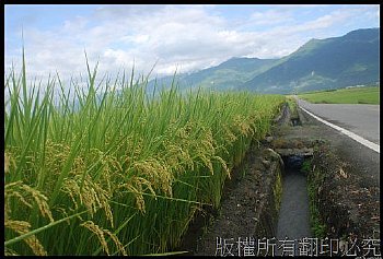 台東池上伯朗大道