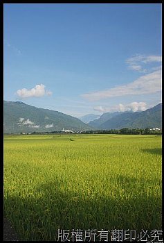 台東池上伯朗大道