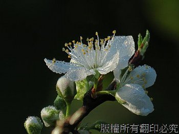 李花