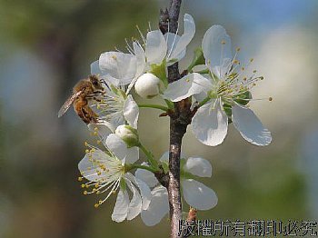 李花與蜜蜂