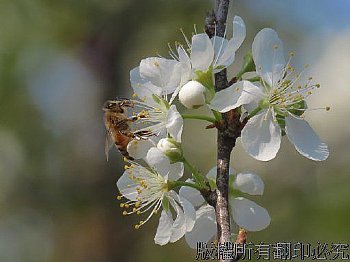 李花與蜜蜂