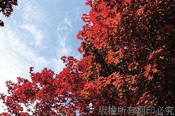 太平山莊的紅楓