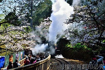 阿里山、櫻花、山、樹、賞花、火車、31號、蒸氣