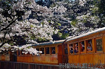 阿里山、櫻花、山、樹、賞花、火車、31號、蒸氣