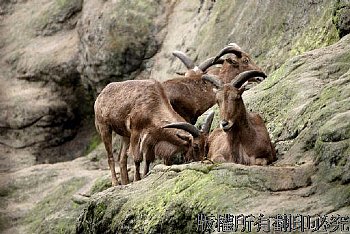 動物園裡的即景