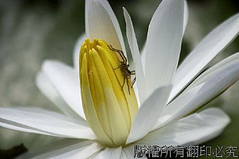 高美館清晨的蓮花池