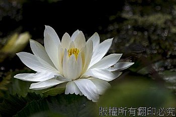 高美館清晨的蓮花池