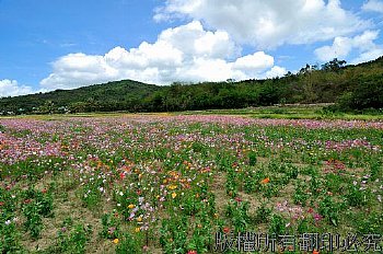 花卉