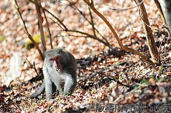 臺灣獼猴