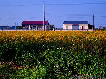 油菜花