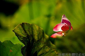 荷花