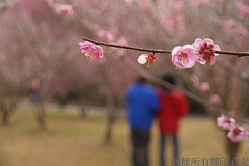 梅花樹下的情侶