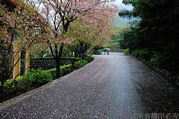 3月櫻花雨